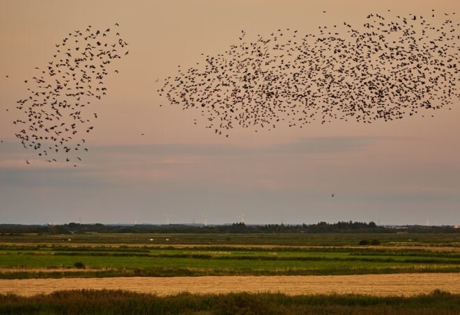 Birds fly in clouds over a flat plain