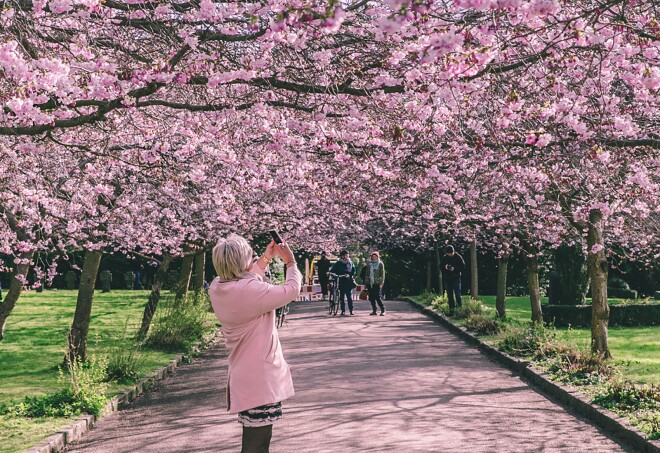 A woman in a light pink dress photographing cherry blossoms along a trail at the Bispebjerg Cemetery in Copenhagen, Denmark